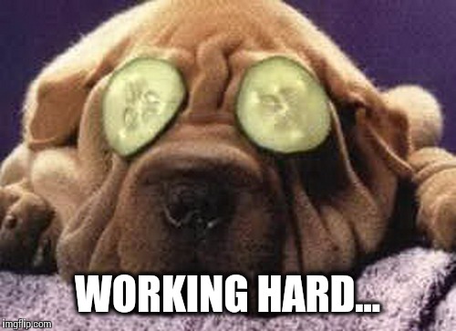 Working like a dog | WORKING HARD... | image tagged in dog,bad pun dog,memes,relaxing dog | made w/ Imgflip meme maker