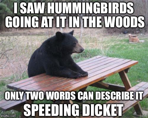 Bad Luck Bear | I SAW HUMMINGBIRDS GOING AT IT IN THE WOODS; ONLY TWO WORDS CAN DESCRIBE IT; SPEEDING DICKET | image tagged in memes,bad luck bear | made w/ Imgflip meme maker