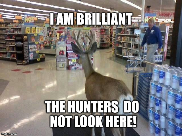 Hiding in the open | I AM BRILLIANT; THE HUNTERS 
DO NOT LOOK HERE! | image tagged in dear deer,deer,hiding,homefree | made w/ Imgflip meme maker