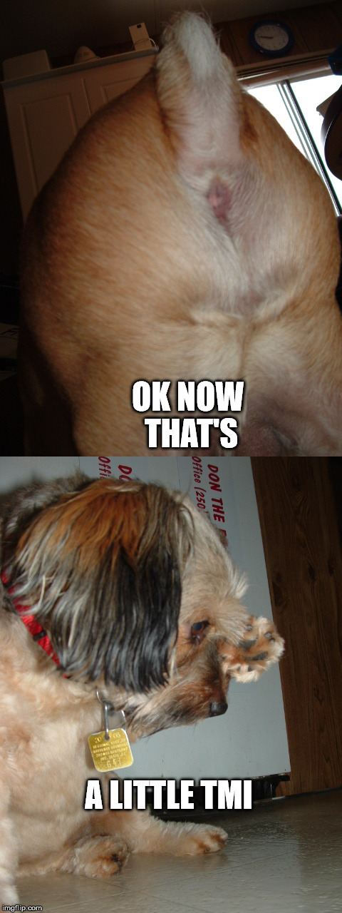 Too Much information | OK NOW THAT'S; A LITTLE TMI | image tagged in dog,humor | made w/ Imgflip meme maker