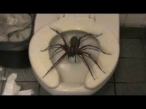 Toilet Spider Blank Meme Template