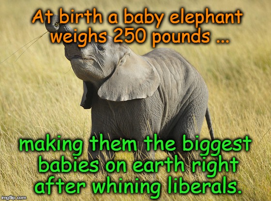 Elephant Biggest Baby Right After Liberals | At birth a baby elephant weighs 250 pounds ... making them the biggest babies on earth right after whining liberals. | image tagged in elephants,liberals,whiners | made w/ Imgflip meme maker