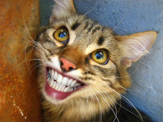 Smiling Cat Teeth Blank Meme Template