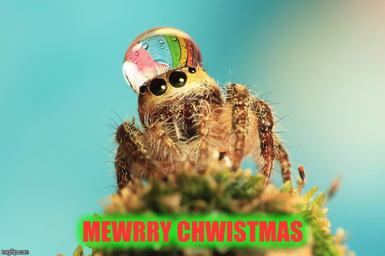 Disgustingly Cute Spider | MEWRRY CHWISTMAS | image tagged in spider | made w/ Imgflip meme maker