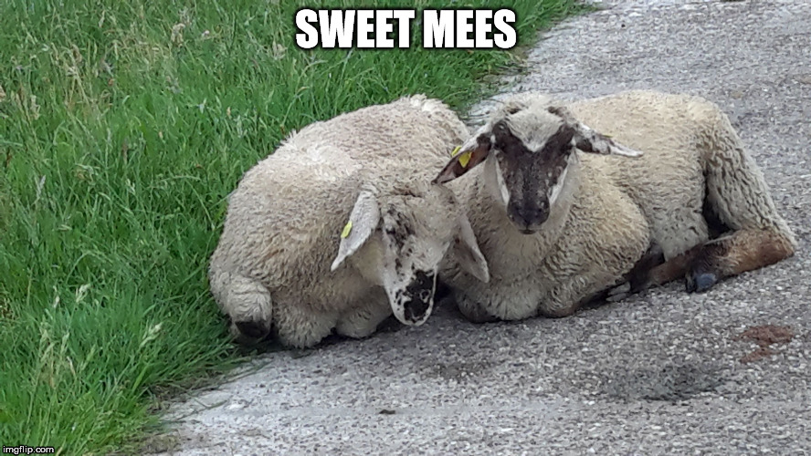 SWEET MEES | image tagged in sheep | made w/ Imgflip meme maker