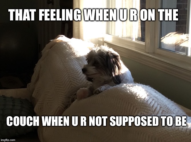 THAT FEELING WHEN U R ON THE; COUCH WHEN U R NOT SUPPOSED TO BE | image tagged in i not on the couch | made w/ Imgflip meme maker