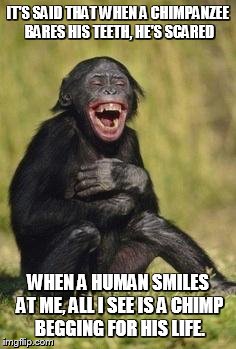 Laughing monkey | IT'S SAID THAT WHEN A CHIMPANZEE BARES HIS TEETH, HE'S SCARED; WHEN A HUMAN SMILES AT ME, ALL I SEE IS A CHIMP BEGGING FOR HIS LIFE. | image tagged in laughing monkey | made w/ Imgflip meme maker