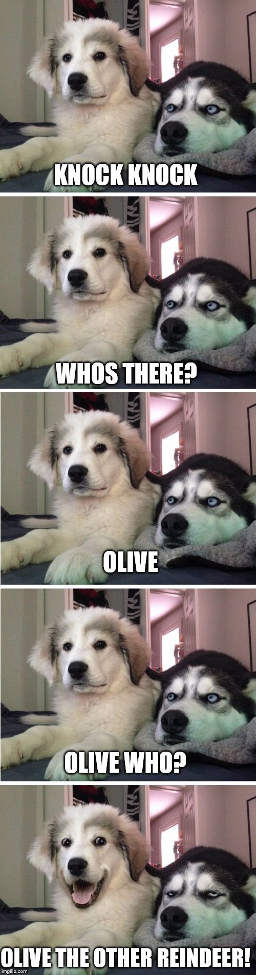 Knock Knock Dogs | KNOCK KNOCK; WHOS THERE? OLIVE; OLIVE WHO? OLIVE THE OTHER REINDEER! | image tagged in knock knock dogs | made w/ Imgflip meme maker