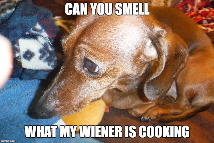 Dachshund | CAN YOU SMELL; WHAT MY WIENER IS COOKING | image tagged in funny dogs | made w/ Imgflip meme maker
