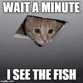 Ceiling Cat | WAIT A MINUTE; I SEE THE FISH | image tagged in memes,ceiling cat | made w/ Imgflip meme maker