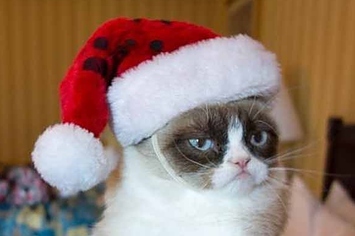 grumpy cat christmas  Blank Meme Template