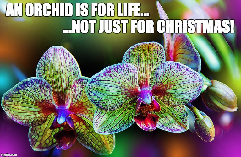 orchid | AN ORCHID IS FOR LIFE…; …NOT JUST FOR CHRISTMAS! | image tagged in orchid | made w/ Imgflip meme maker