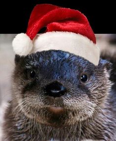 xmas otter Blank Meme Template