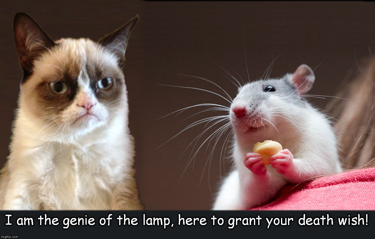 Do You Believe In Magic? | I am the genie of the lamp, here to grant your death wish! | image tagged in death wish,grumpy cat | made w/ Imgflip meme maker