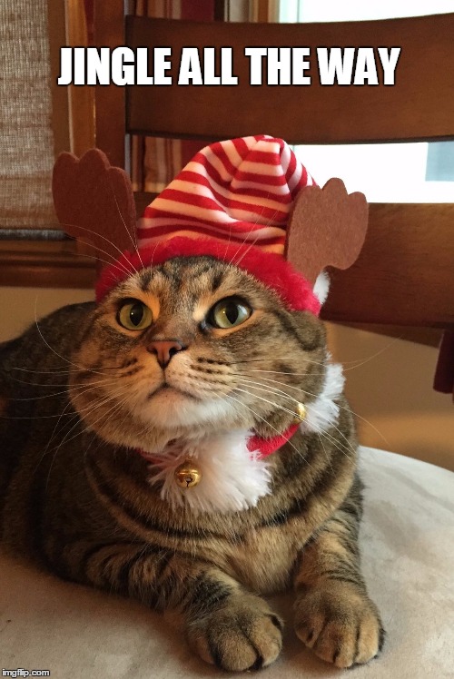 Christmas Allie
 | JINGLE ALL THE WAY | image tagged in christmas cat,cats in hats | made w/ Imgflip meme maker