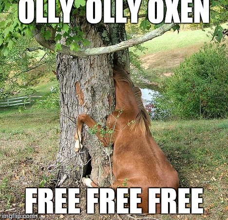 real horses | OLLY  OLLY OXEN; FREE FREE FREE | image tagged in real horses | made w/ Imgflip meme maker