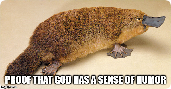 The Platypus | PROOF THAT GOD HAS A SENSE OF HUMOR | image tagged in the platypus | made w/ Imgflip meme maker