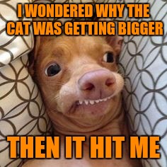 I WONDERED WHY THE CAT WAS GETTING BIGGER THEN IT HIT ME | made w/ Imgflip meme maker