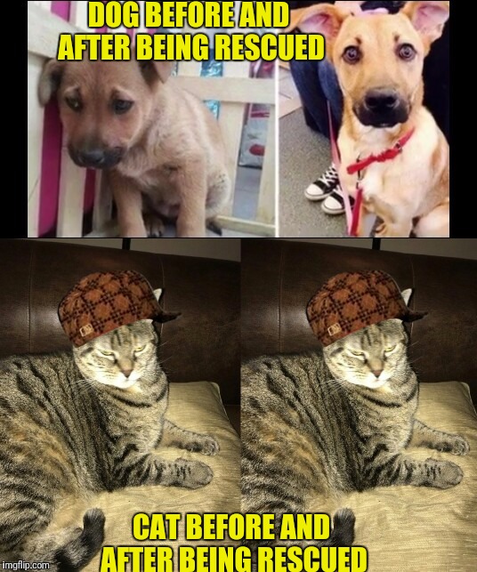 Cats don't have owners they have butlers.  | DOG BEFORE AND AFTER BEING RESCUED; CAT BEFORE AND AFTER BEING RESCUED | image tagged in happy doge mad cat,scumbag | made w/ Imgflip meme maker