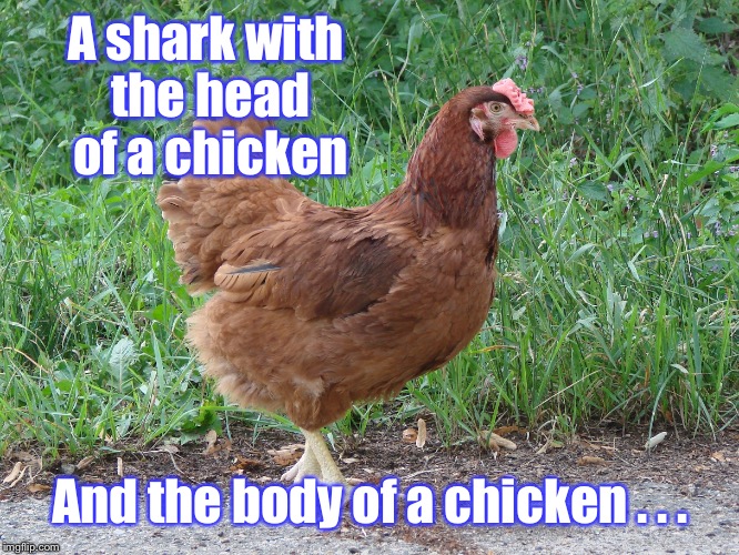 Has science gone too far? | A shark with the head of a chicken; And the body of a chicken . . . | image tagged in chicken,anti joke chicken,jet fuel can't melt steel beams,philosoraptor,creepy condescending wonka | made w/ Imgflip meme maker