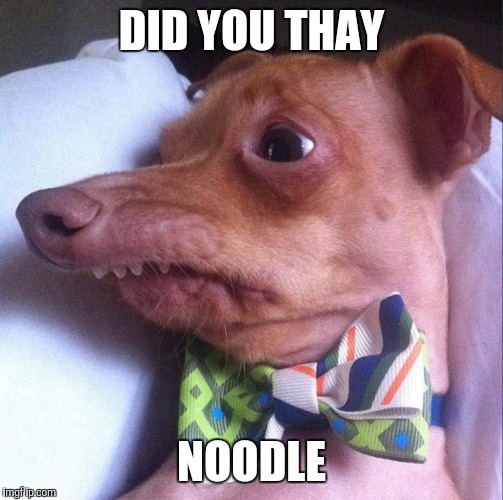 Tuna the dog (Phteven) | DID YOU THAY; NOODLE | image tagged in tuna the dog phteven | made w/ Imgflip meme maker