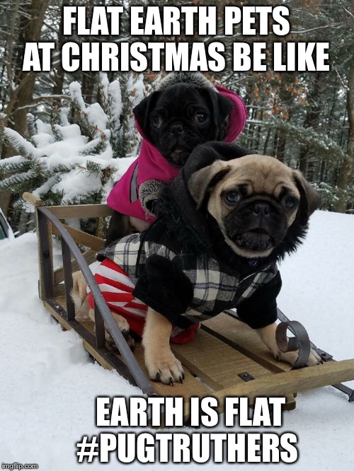 FLAT EARTH pets at Christmas be like:  | FLAT EARTH PETS AT CHRISTMAS BE LIKE; EARTH IS FLAT 
#PUGTRUTHERS | image tagged in pets,flatearth,pugs,christmas,earthisflat,pugsbelike | made w/ Imgflip meme maker