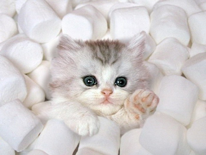 marshmallow kitten Blank Meme Template