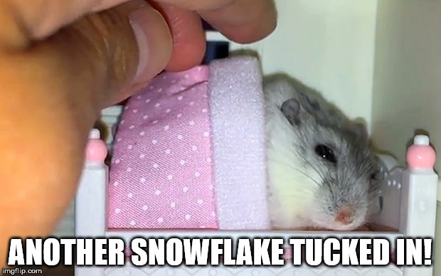 Tucked In | ANOTHER SNOWFLAKE TUCKED IN! | image tagged in hamster | made w/ Imgflip meme maker