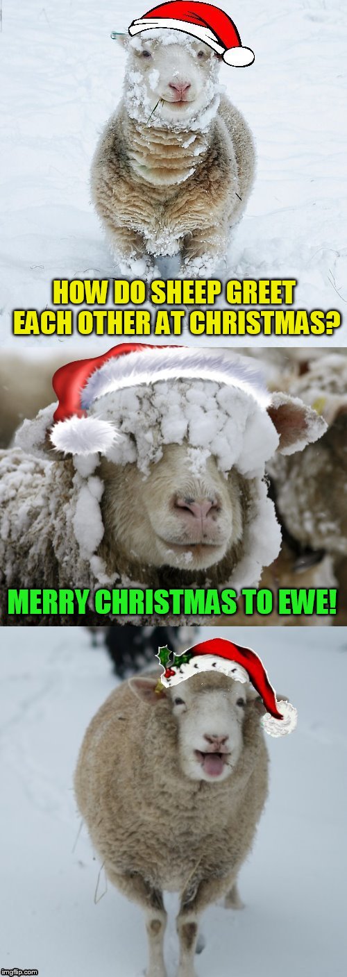 When Christmas makes you go Ewe! | HOW DO SHEEP GREET EACH OTHER AT CHRISTMAS? MERRY CHRISTMAS TO EWE! | image tagged in christmas memes,sheep,ewe,funny memes,merry christmas,jokes | made w/ Imgflip meme maker