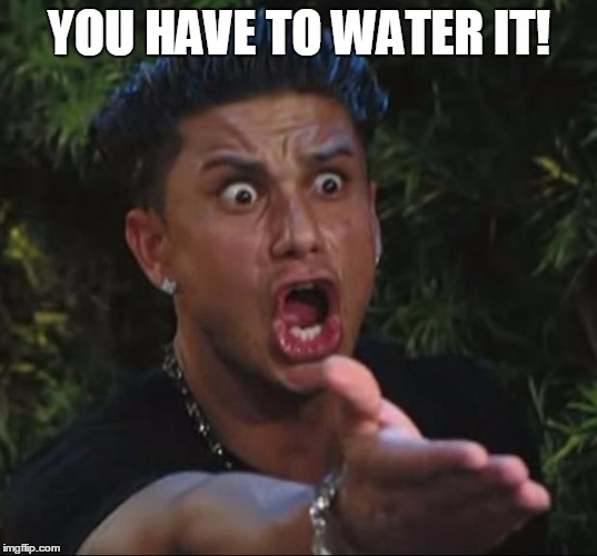 Pauly | YOU HAVE TO WATER IT! | image tagged in pauly | made w/ Imgflip meme maker