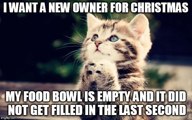 Cute Kitty | I WANT A NEW OWNER FOR CHRISTMAS; MY FOOD BOWL IS EMPTY AND IT DID NOT GET FILLED IN THE LAST SECOND | image tagged in cute kitty | made w/ Imgflip meme maker
