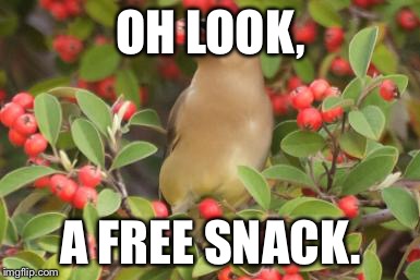 OH LOOK, A FREE SNACK. | made w/ Imgflip meme maker