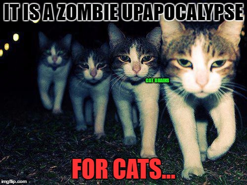 Zombie Cats! | IT IS A ZOMBIE UPAPOCALYPSE; CAT BRAINS; FOR CATS... | image tagged in memes,wrong neighboorhood cats | made w/ Imgflip meme maker