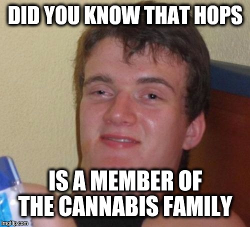 10 Guy Meme | DID YOU KNOW THAT HOPS IS A MEMBER OF THE CANNABIS FAMILY | image tagged in memes,10 guy | made w/ Imgflip meme maker