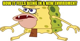 HOW IT FEELS BEING IN A NEW ENVIROMENT | image tagged in spongegar meme,spongebob | made w/ Imgflip meme maker