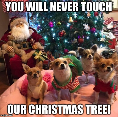 YOU WILL NEVER TOUCH; OUR CHRISTMAS TREE! | image tagged in this is our tree | made w/ Imgflip meme maker