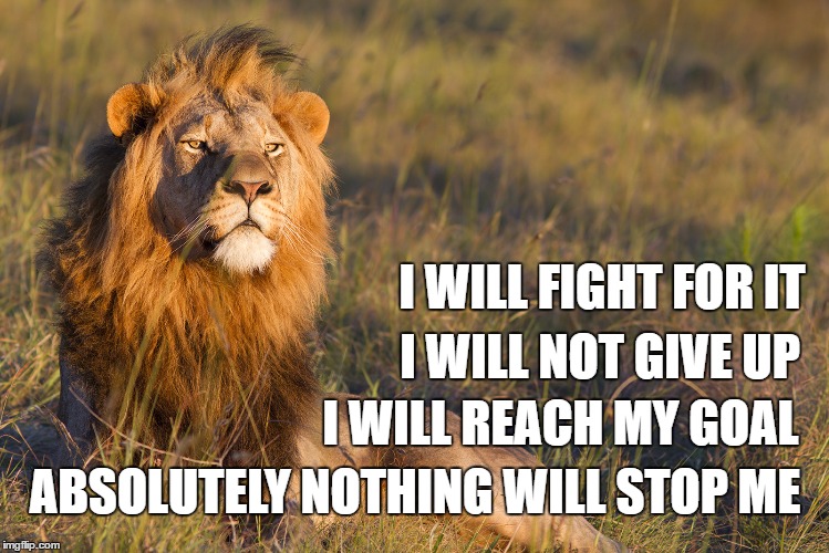 Lion Logic | I WILL FIGHT FOR IT; I WILL NOT GIVE UP; I WILL REACH MY GOAL; ABSOLUTELY NOTHING WILL STOP ME | image tagged in original meme,memes | made w/ Imgflip meme maker