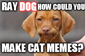 Disappointed Dog | HOW COULD YOU; DOG; RAY; MAKE CAT MEMES? | image tagged in disappointed dog | made w/ Imgflip meme maker