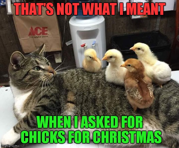 THAT'S NOT WHAT I MEANT WHEN I ASKED FOR CHICKS FOR CHRISTMAS | made w/ Imgflip meme maker