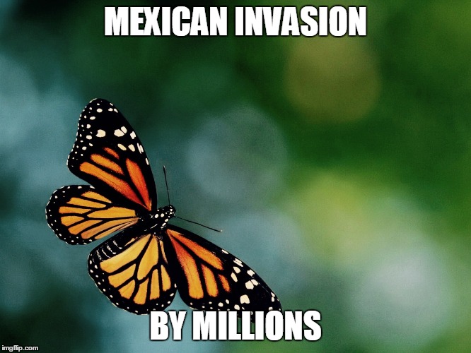 Butterfly | MEXICAN INVASION; BY MILLIONS | image tagged in butterfly | made w/ Imgflip meme maker
