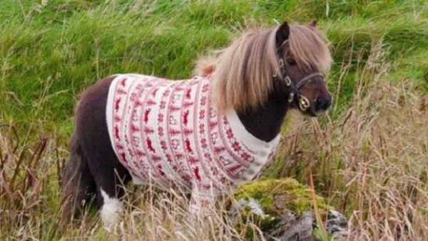 Horse & Christmas Sweater Blank Meme Template