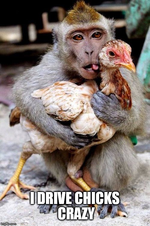 monkey chicken | I DRIVE CHICKS CRAZY | image tagged in monkey chicken | made w/ Imgflip meme maker