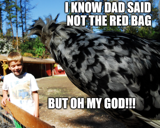 Giant Rooster | I KNOW DAD SAID NOT THE RED BAG; BUT OH MY GOD!!! | image tagged in nice chicken,rooster,holy crap,next time listen | made w/ Imgflip meme maker