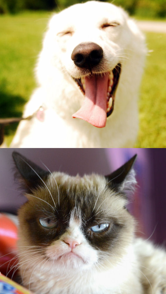 happy dog grumpy cat Blank Meme Template