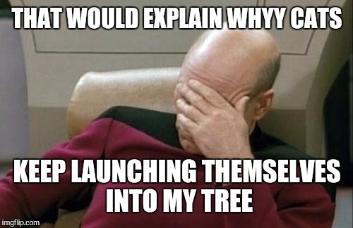 Captain Picard Facepalm Meme | THAT WOULD EXPLAIN WHYY CATS KEEP LAUNCHING THEMSELVES INTO MY TREE | image tagged in memes,captain picard facepalm | made w/ Imgflip meme maker