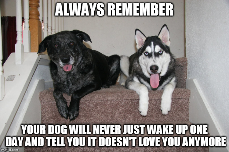 Your dog will never just wake up one day and tell you it doesn't love ...