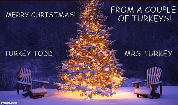 Turkey Christmas | FROM A COUPLE OF TURKEYS! MERRY CHRISTMAS! MRS TURKEY; TURKEY TODD | image tagged in turkey todd,christmas,mrs turkey | made w/ Imgflip meme maker