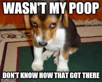 WASN'T MY POOP; DON'T KNOW HOW THAT GOT THERE | image tagged in poop | made w/ Imgflip meme maker