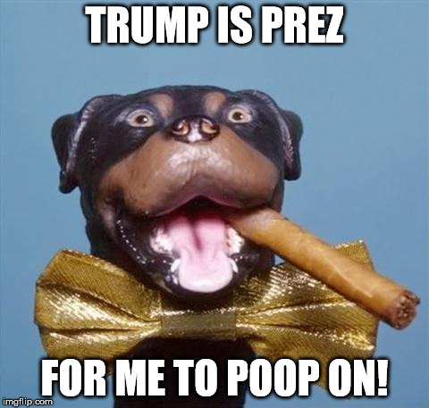 Triumph the Insult Comic Dog | TRUMP IS PREZ; FOR ME TO POOP ON! | image tagged in triumph the insult comic dog | made w/ Imgflip meme maker