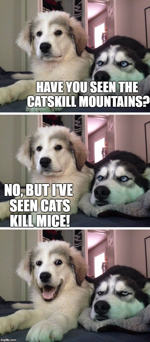 Bad pun dogs | HAVE YOU SEEN THE CATSKILL MOUNTAINS? NO, BUT I'VE SEEN CATS KILL MICE! | image tagged in bad pun dogs | made w/ Imgflip meme maker